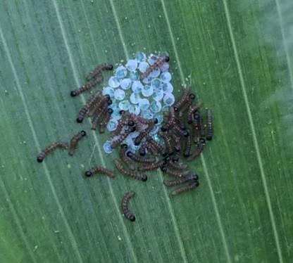 Scouting and Treatment Recommendations for Western Bean Cutworm